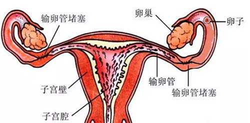 试管代生移植后的“神仙”食谱✅提高受孕率,代孕费用一览表,国内供卵的私立医院